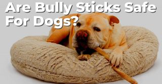 Are Bully Sticks Safe For Dogs? - Dog Endorsed