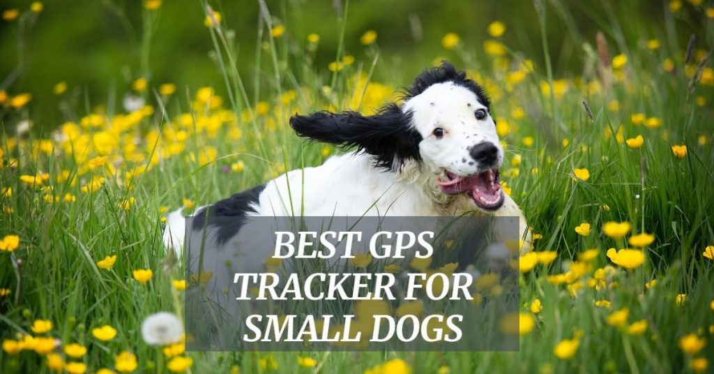 Best GPS Tracker for Small Dogs: Learn the Top Devices - Dog Endorsed
