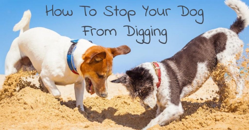 How to Stop your Dog from Digging Dog Endorsed