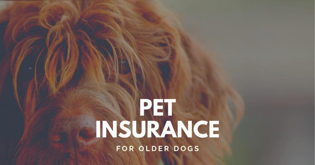Spending Too Much on Pet Health Insurance for Older Dogs? Dog Endorsed