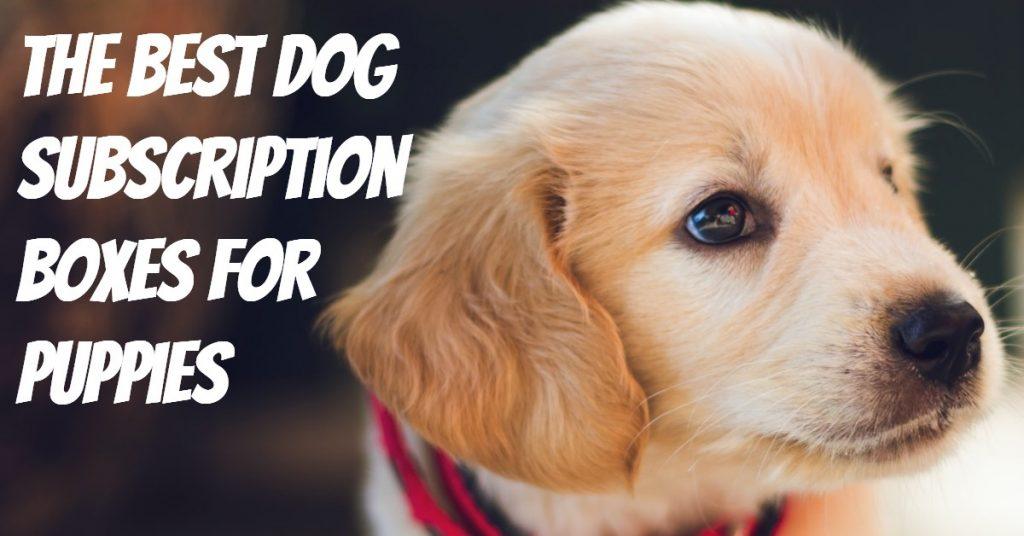 What Are The Best Dog Subscription Boxes For Puppies? Dog Endorsed