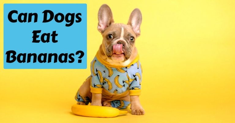 Can dogs eat bananas