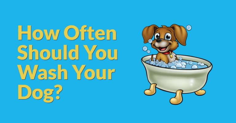 How often should you wash your dog