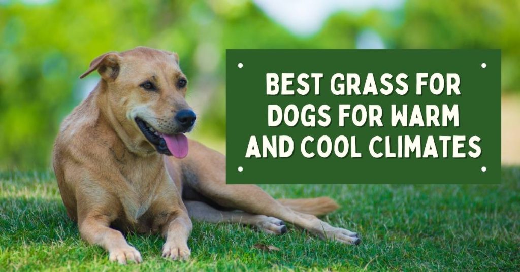 Best Grass for Dogs for Warm and Cool Climates Dog Endorsed