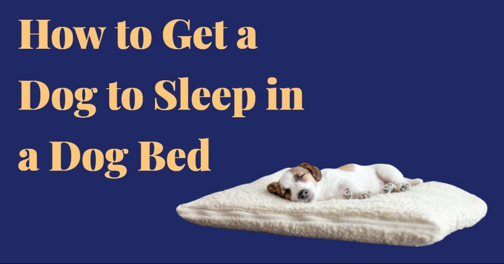 How to Get a Dog to Sleep in a Dog Bed Dog Endorsed