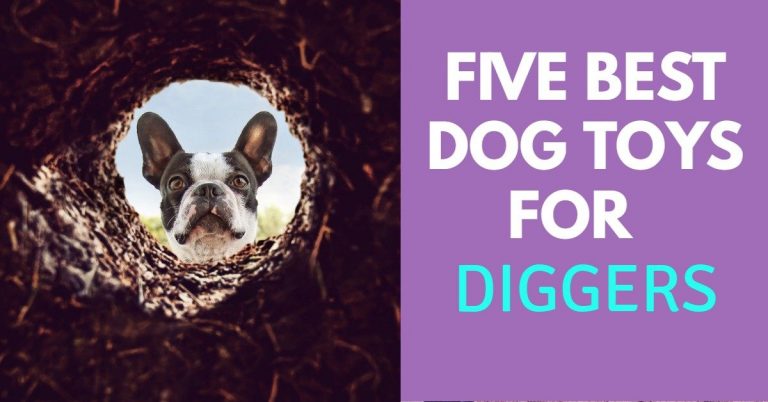 Best Dog Toys for Diggers