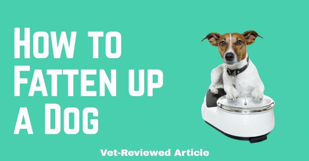 How to Fatten Up a Dog Considerations and Tips