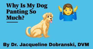 Why is My Dog Panting So Much? - Dog Endorsed