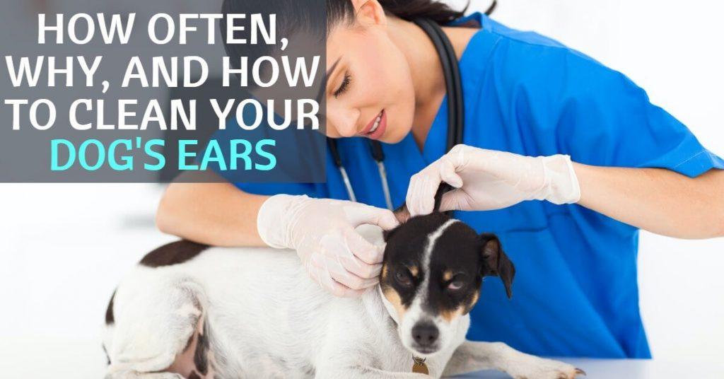 How Often, Why, and How to Clean Your Dog’s Ears