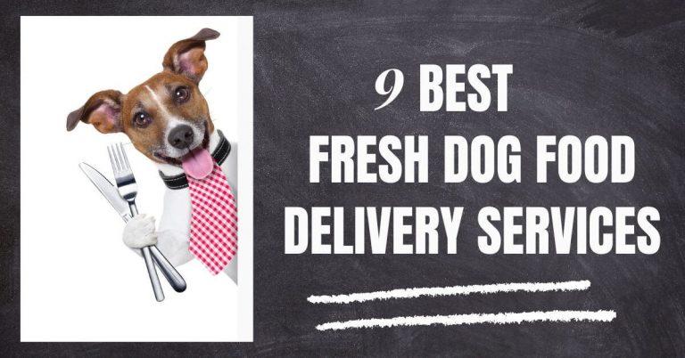 Best Fresh Dog Food Delivery Services