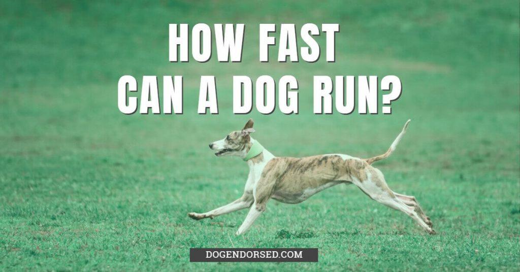 How Fast Can A Dog Run? Dog Endorsed