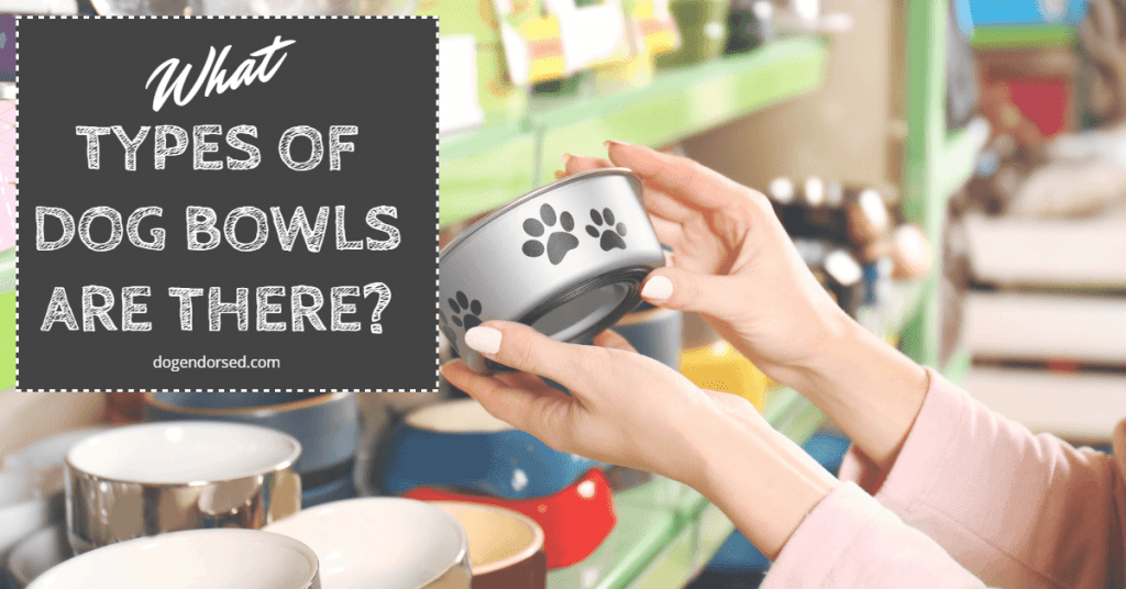 What Types of Dog Bowls Are There? Dog Endorsed