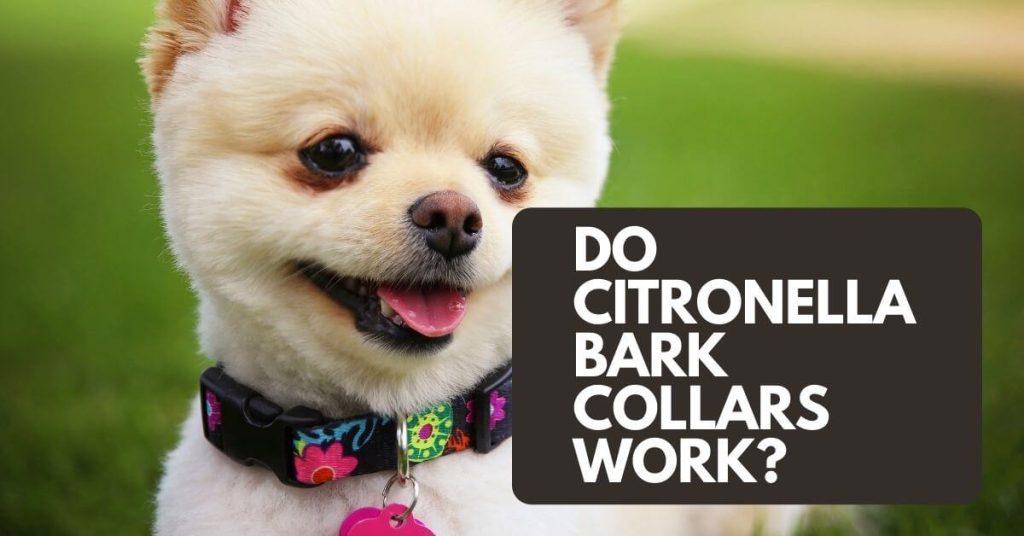 Do Citronella Bark Collars Work? Dog Endorsed