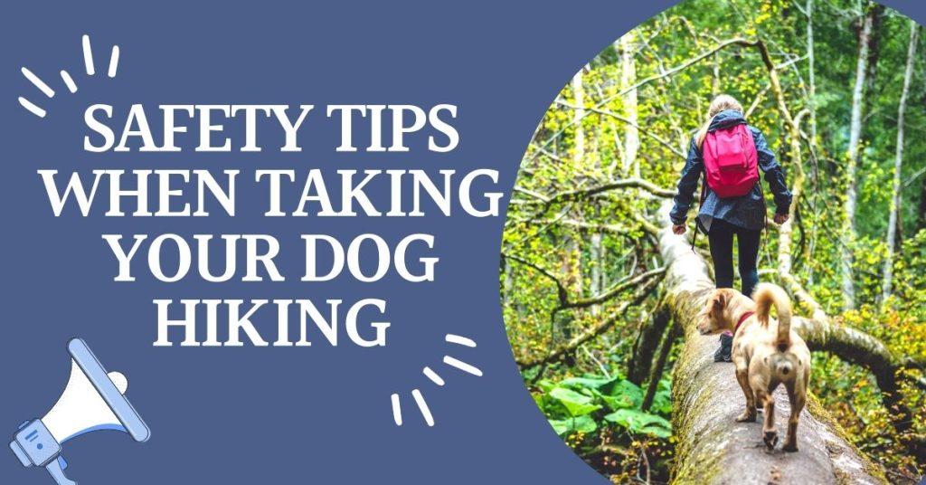 Safety Tips When Taking Your Dog Hiking - Dog Endorsed