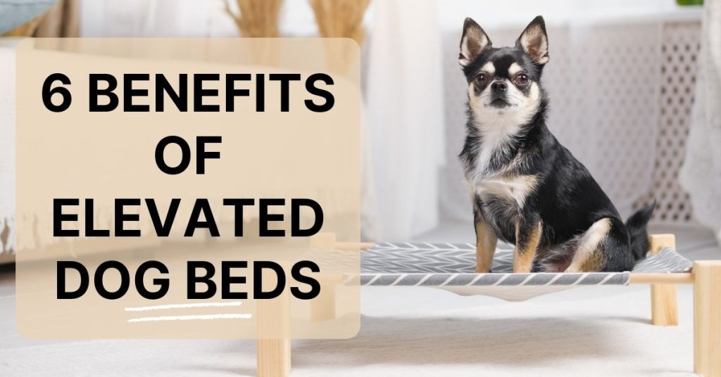 6 Benefits of Elevated Dog Beds Dog Endorsed
