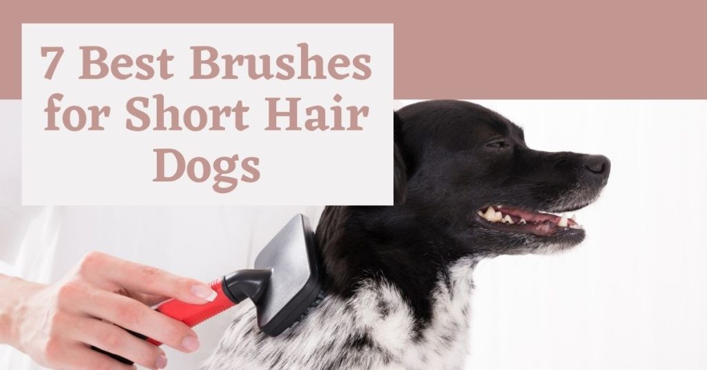 7 Best Brushes for Short Hair Dogs Great for Shedding Dog Endorsed