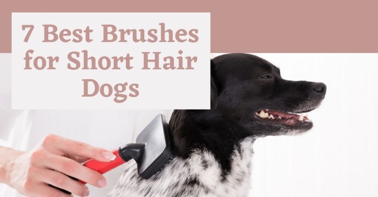 Best Brushes for Short Hair Dogs