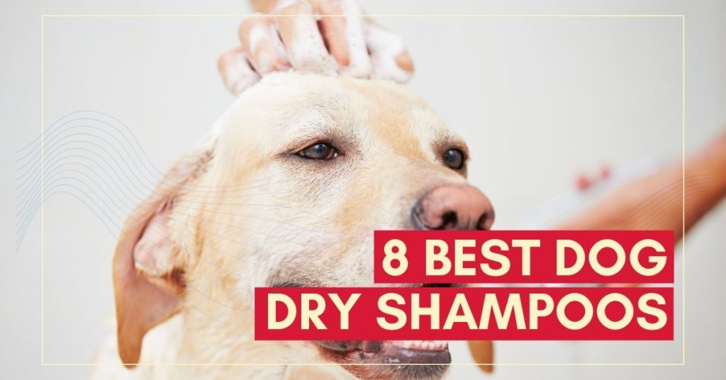 8 Best Dog Dry Shampoos Waterless and No Rinse Dog Endorsed