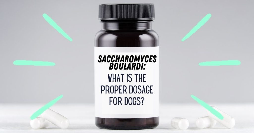 Saccharomyces Boulardii What is the Proper Dosage for Dogs? Dog Endorsed