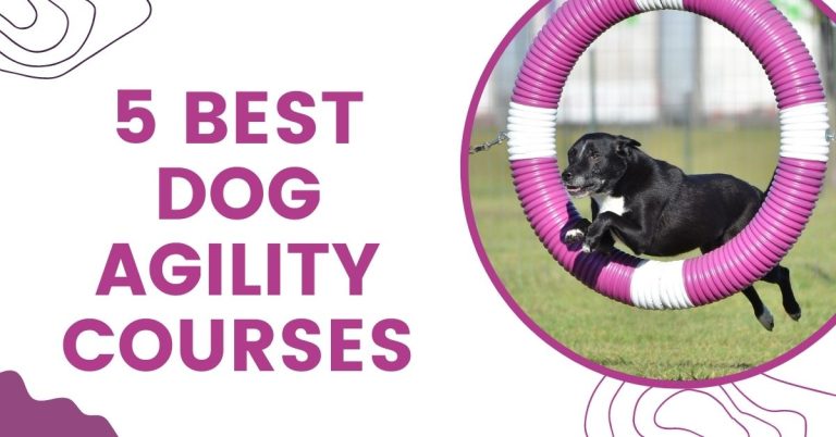 best dog agility course