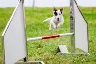 5 Important Tips for Dog Agility Training