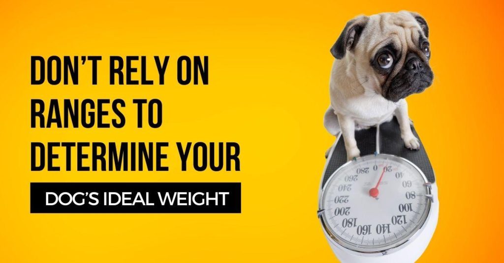 Don’t Rely on Ranges to Determine Your Dog’s Ideal Weight Dog Endorsed