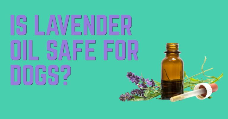 Is Lavender Oil Safe for Dogs