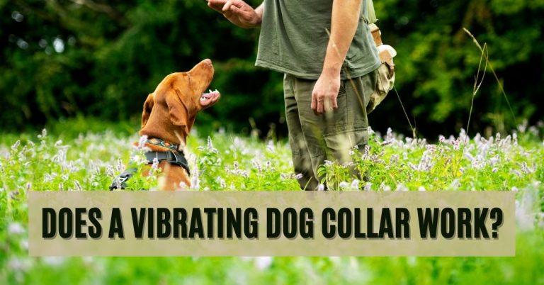 Does a Vibrating Dog Collar Work