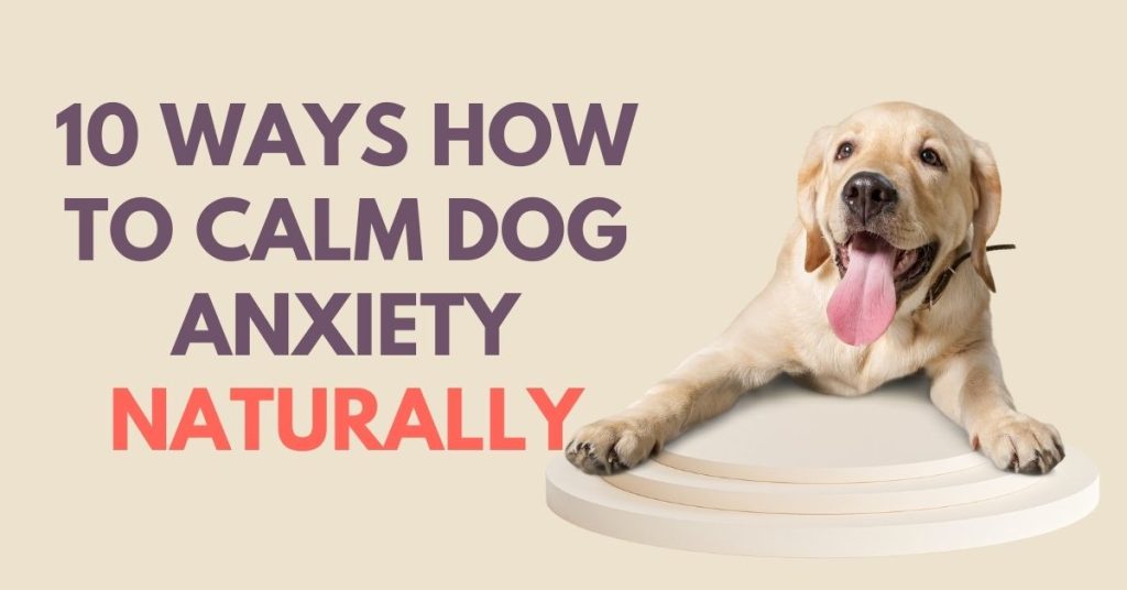 10 Ways How to Calm Dog Anxiety Naturally Dog Endorsed
