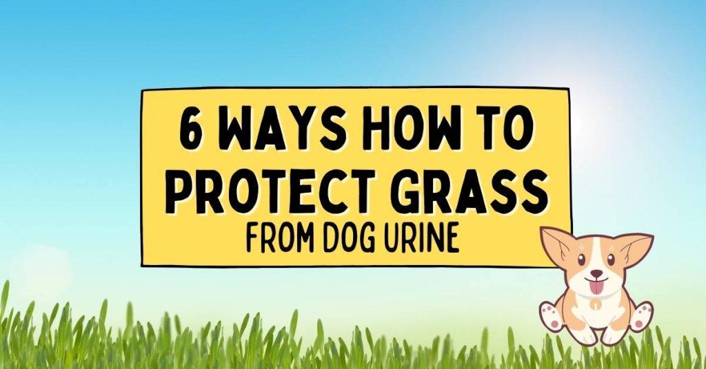 6 Ways How to Protect Grass from Dog Urine Dog Endorsed