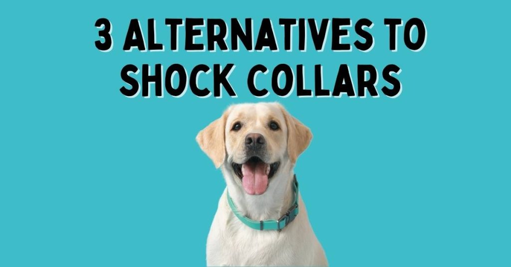 3 Alternatives to Shock Collars Humane and Effective Options