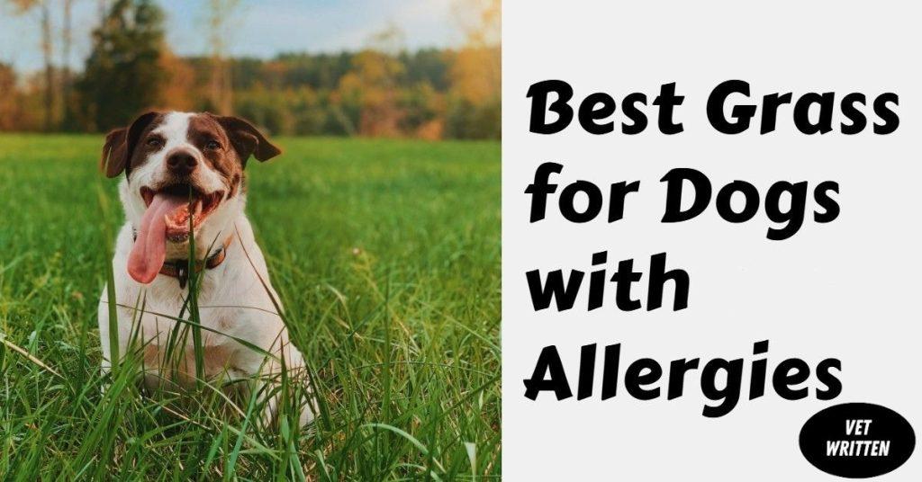 What's the Best Grass for Dogs with Allergies? Dog Endorsed