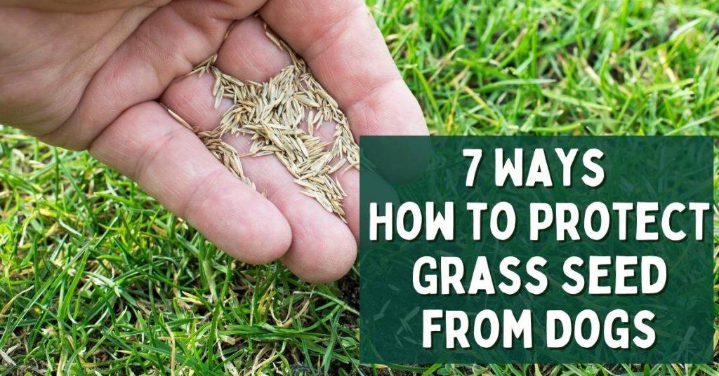 7 Ways How to Protect Grass Seed from Dogs Dog Endorsed