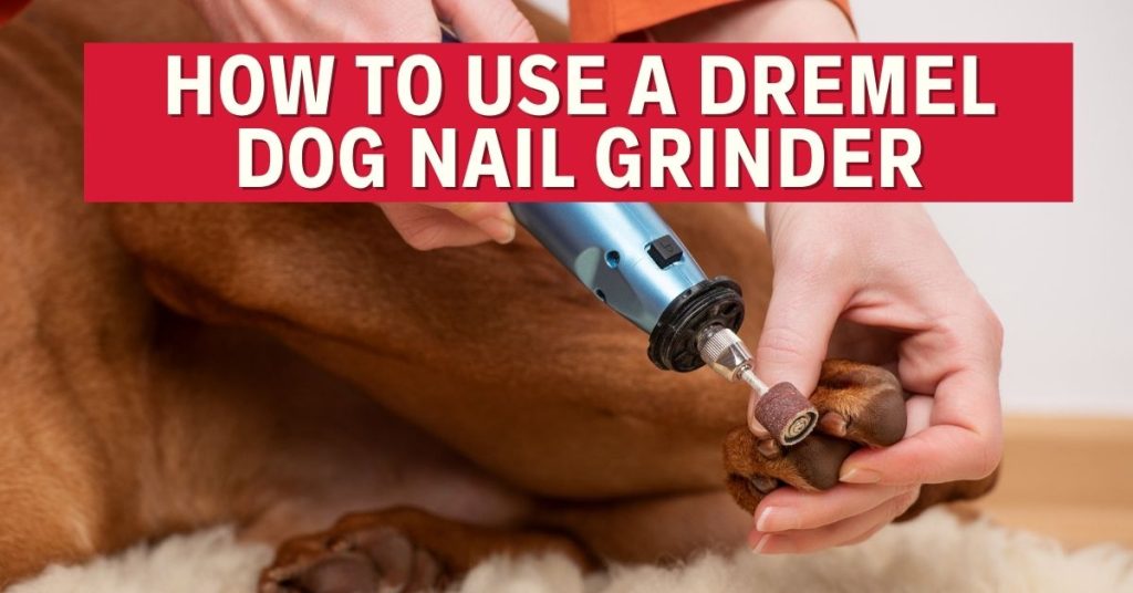 Learn How to Use a Dremel Dog Nail Grinder Tips Dog Endorsed