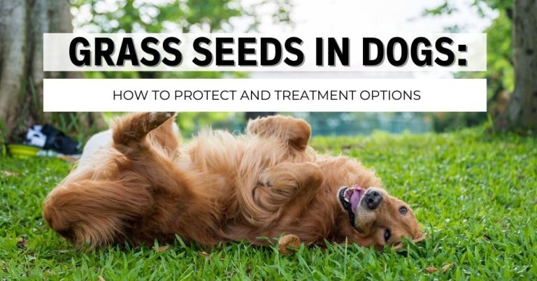 grass seeds in dogs