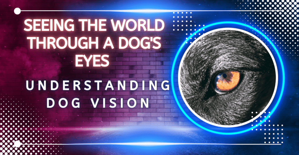 Understanding Dog Vision Seeing the World through a Dog's Eyes Dog